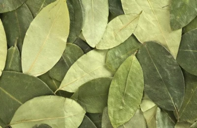 La hoja de coca: Un legado vivo de los Andes