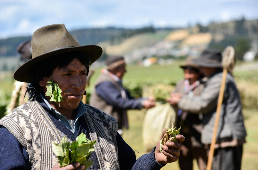 Buying/selling coca leafs | Belcheri Travel