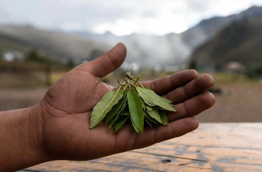 Hand holding coca leaf | Belcheri Travel